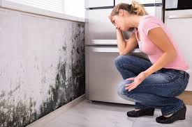 Trusted Wanamassa, NJ Mold Removal Experts